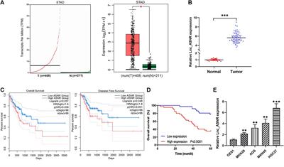 Long Non-coding RNA ASNR Targeting miR-519e-5p Promotes Gastric Cancer Development by Regulating FGFR2